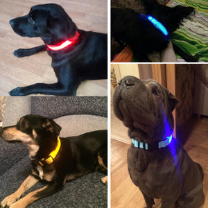 LED Collar___Keep Your Dog Safe